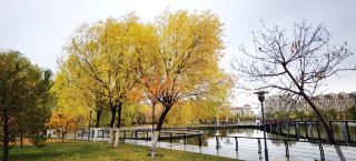 Golden Autumn in Jinchang | Longshou Lake in Autumn is Like a Fairy Tale World