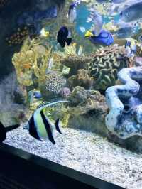 波士頓景點 | 新英格蘭水族館。
