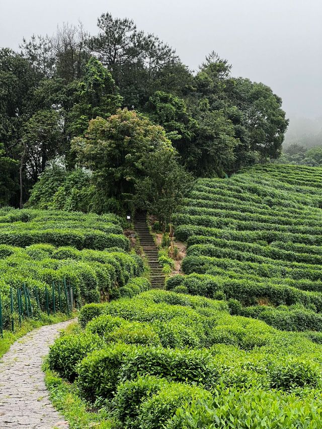 龍井村｜直到來到了桂林才知道有這麼美的茶園！。