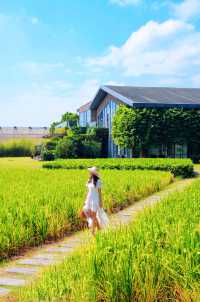 不用去大理！廣東也有自己的「喜洲稻田」。