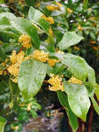滿園桂雨！一起去尋覓那「桂花味」的秋天。