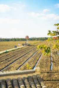 不敢相信上海也有喜洲版麥田就在李窯村。