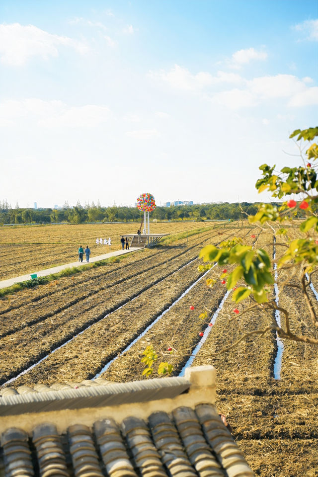 不敢相信上海也有喜洲版麥田就在李窯村。 不敢相信上海也有喜洲版麥田就在李窯村。