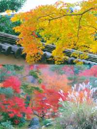 京都賞楓圖鑑：寶嚴院。