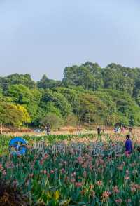 滿眼粉色這就是深圳觀瀾河公園的浪漫。