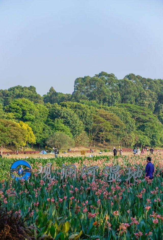滿眼粉色這就是深圳觀瀾河公園的浪漫。
