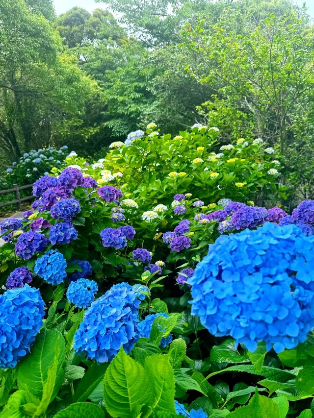 日本伊豆下田公園 - 六月去看看花海吧