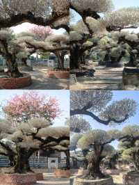 佛山陳村花卉世界可以當作園林逛