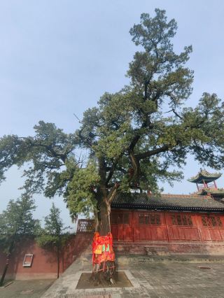 Yuncheng Zhenwu Temple | Like a "Mini Great Wall"