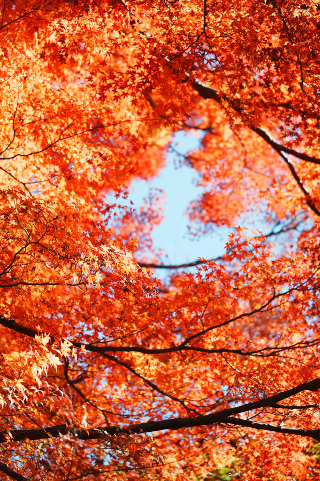 富士山下紅葉季