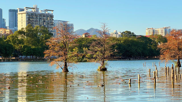 深圳洪湖公園：邂逅美拉德色系的冬日浪漫