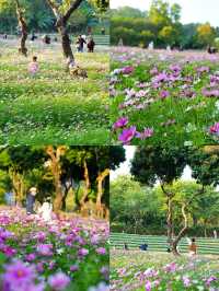 南山西麗·波斯菊花海正是賞花時候