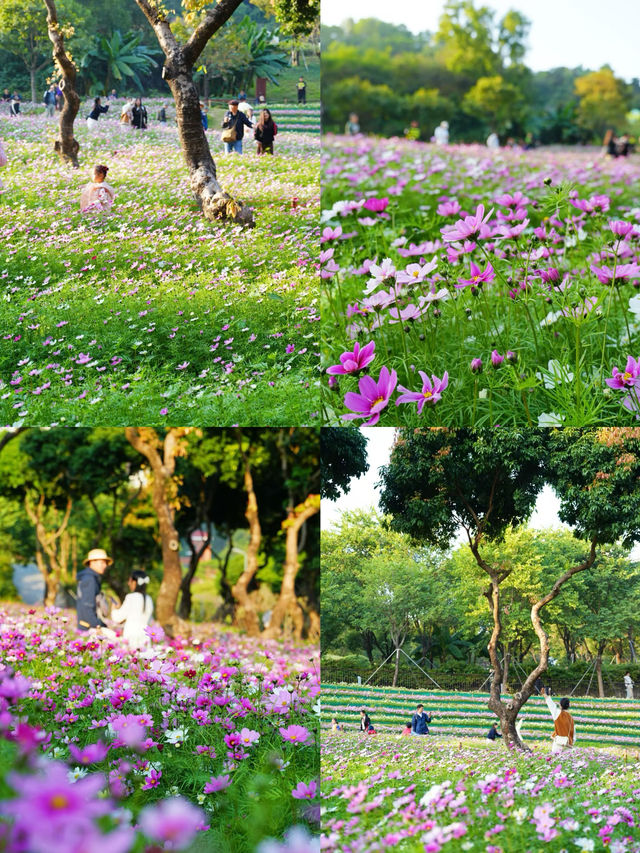 南山西麗·波斯菊花海正是賞花時候