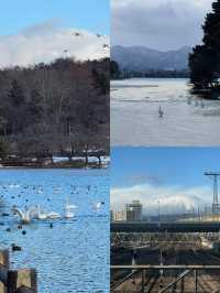 探秘盛岡：日本東北的魅力瑰寶