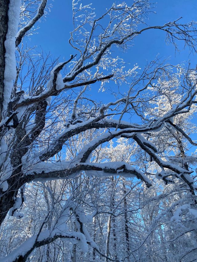 哈爾濱-雪鄉2日遊 超詳細攻略看完再出發