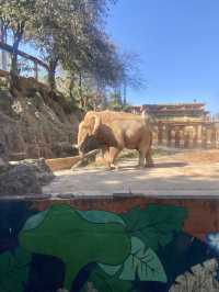 🦒🔥雲南昆明動物園｜是時候去看看可愛的動物了👀