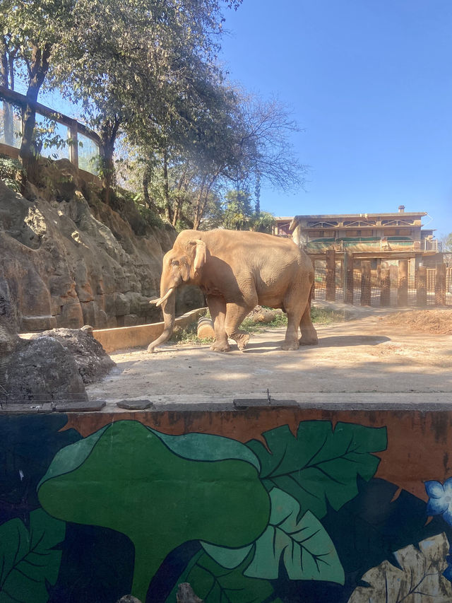 🦒🔥雲南昆明動物園｜是時候去看看可愛的動物了👀