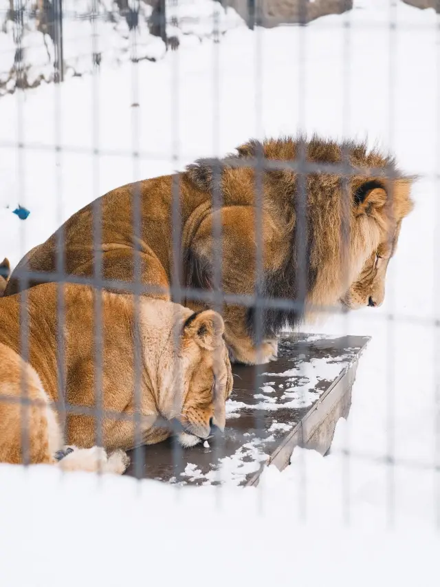 Japan skiing guide: Everything you need to know