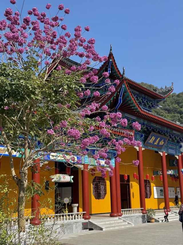 在廣東！！我唯一想去無數次的超大免費寺廟！！