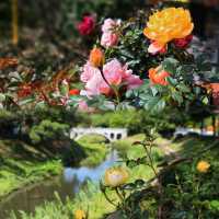 深圳好逛公園系列｜落羽杉草地和流水潺潺
