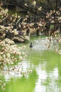 常熟虞山：邂逅春日梅海與中式園林的浪漫