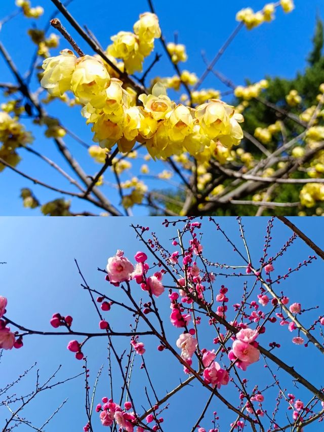 杭州超山，江南賞梅勝地。