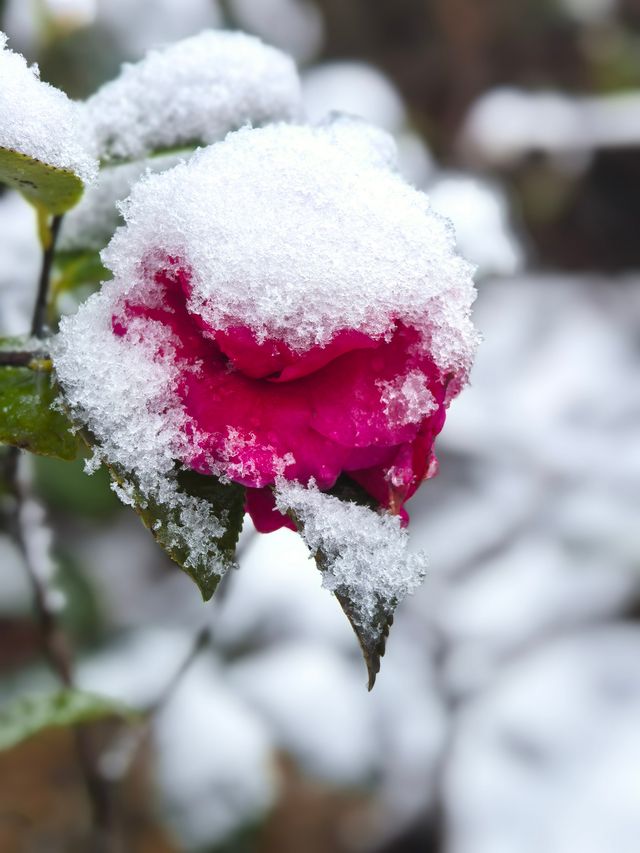 徑山寺觀雪