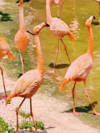 動物們的「森林派對」就在大連森林動物園等你加入