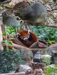 南京動物園｜超級出片，解鎖動物王國的秘密