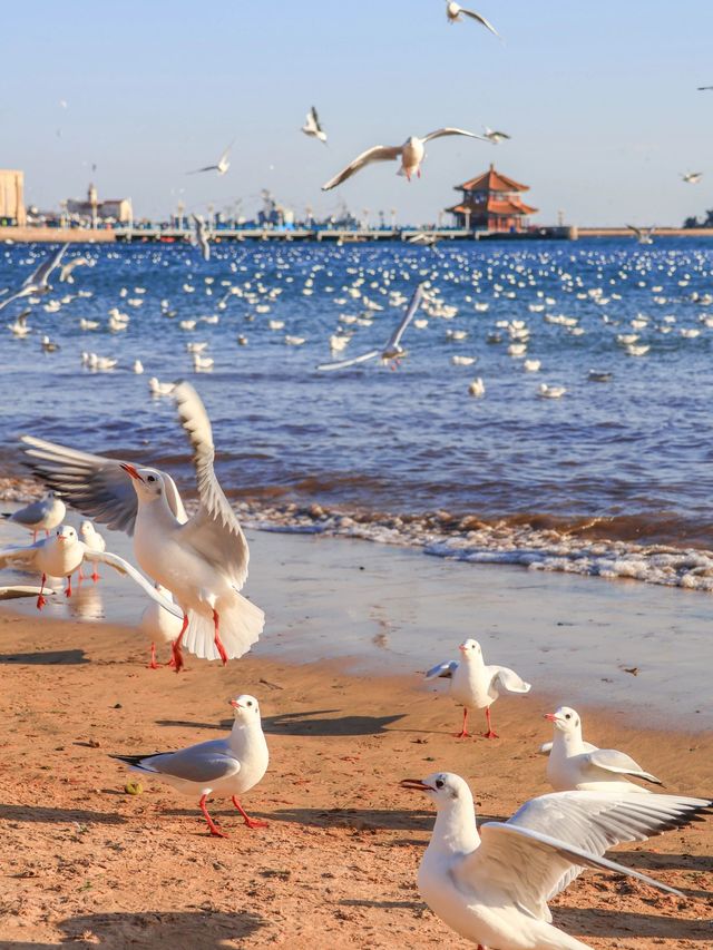 青島4日遊｜冬日限定攻略