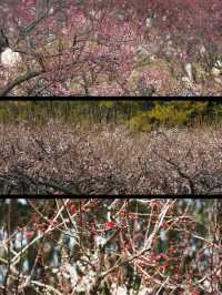 上海賞梅遊記·世紀公園梅花盛放中🌸