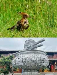 鶴慶已回，真不建議2月去。