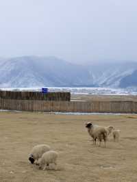 面向草原與雪山，係香格里拉最值得入住嘅度假天堂！