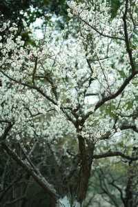 上海世紀公園——共赴梅花的盛宴