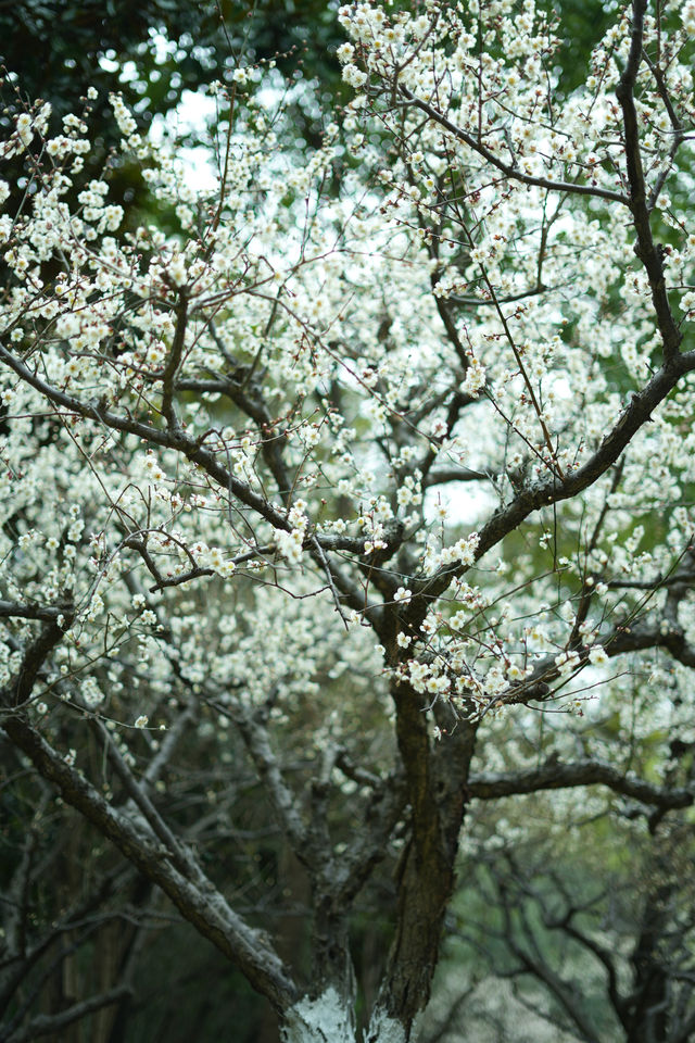 上海世紀公園——共赴梅花的盛宴