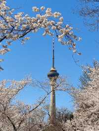 玉淵潭公園｜一場浪漫的春日奔赴