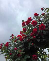 以玫瑰花園為主題的農場～潛江西西花園農場