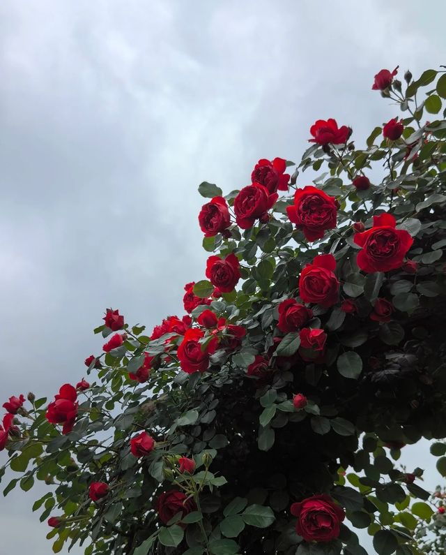 以玫瑰花園為主題的農場～潛江西西花園農場