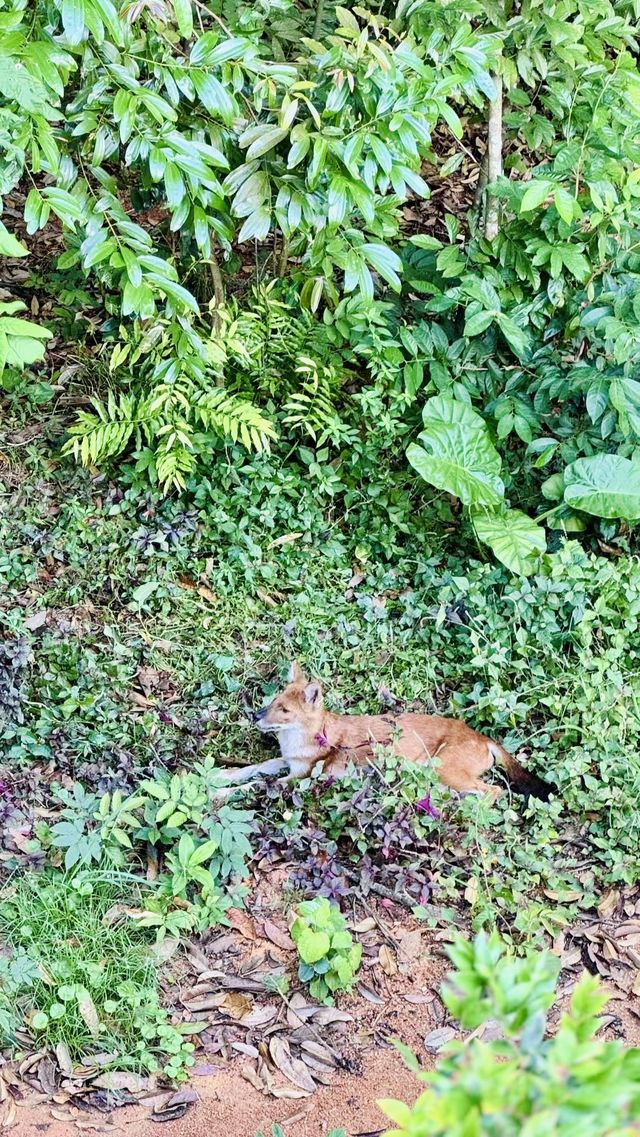 在新加坡可以入住萬態雨林野生動物園？