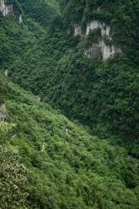 我在畢節找到一個原始森林高原峽谷秘境｜大方油杉河景區