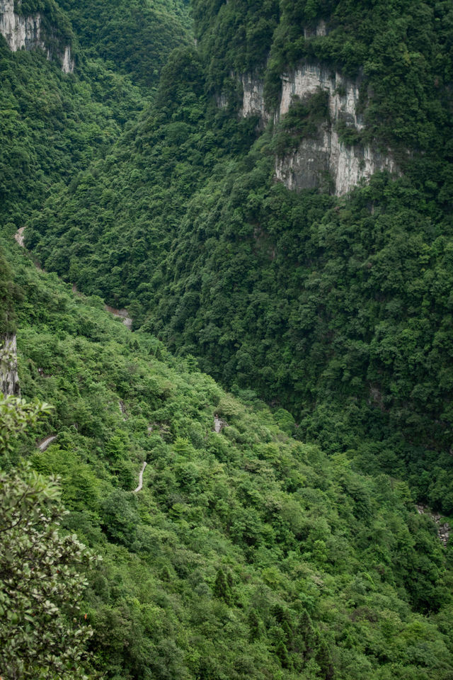我在畢節找到一個原始森林高原峽谷秘境｜大方油杉河景區