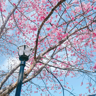 🌸新竹山上人家,邂逅絕美櫻花季