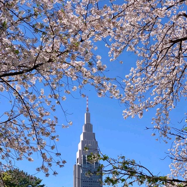 最新實況 新宿御苑的櫻花美出新高度🌸