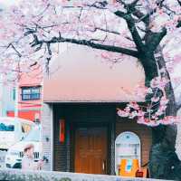 🌸熱海早櫻，春日夢幻出逃地🌸