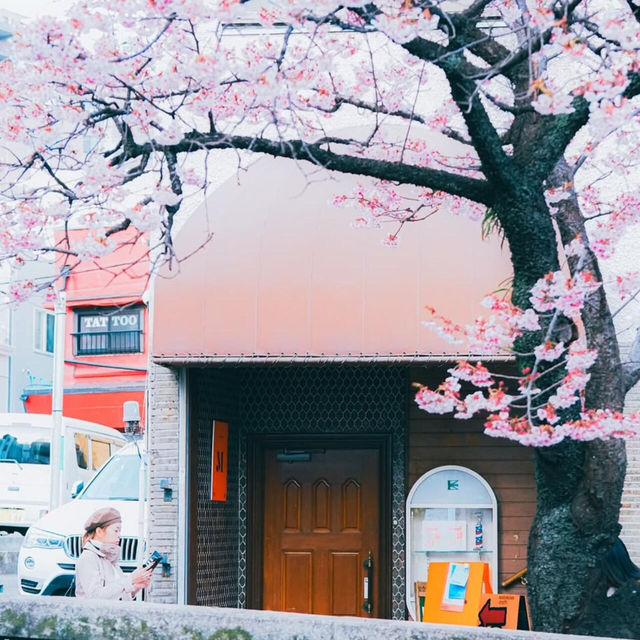 🌸熱海早櫻，春日夢幻出逃地🌸