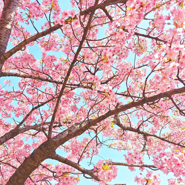 🌸市區寶藏賞櫻地 | 上海植物園