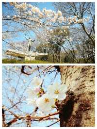 名古屋賞櫻花，春遊名城公園