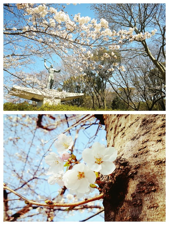 名古屋賞櫻花，春遊名城公園