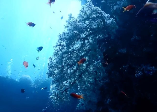 浪漫主義的碰撞