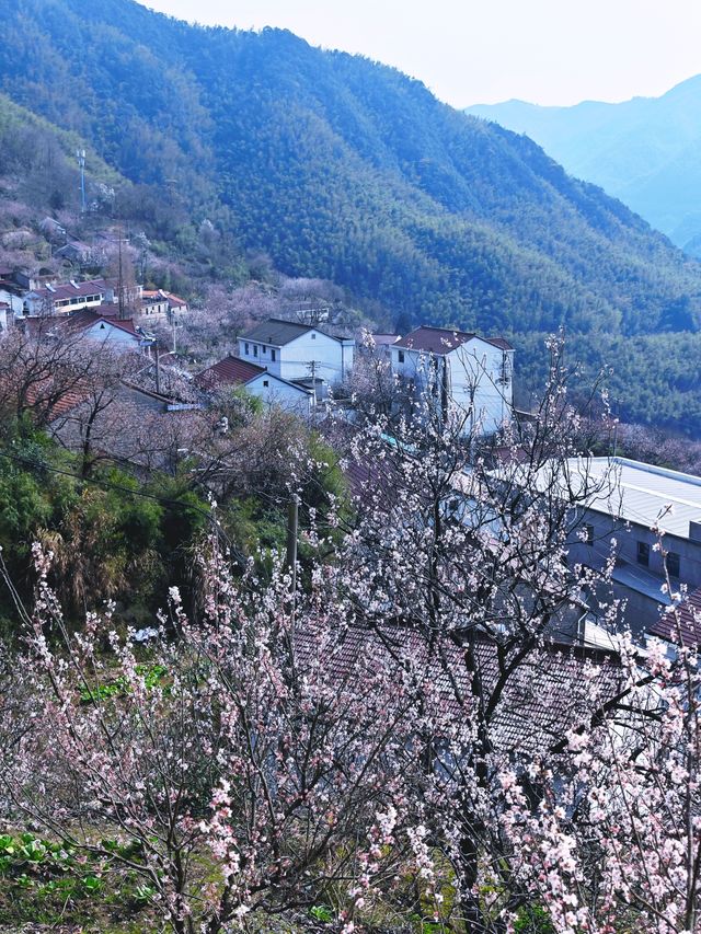 花期只有1週，錯過等一年